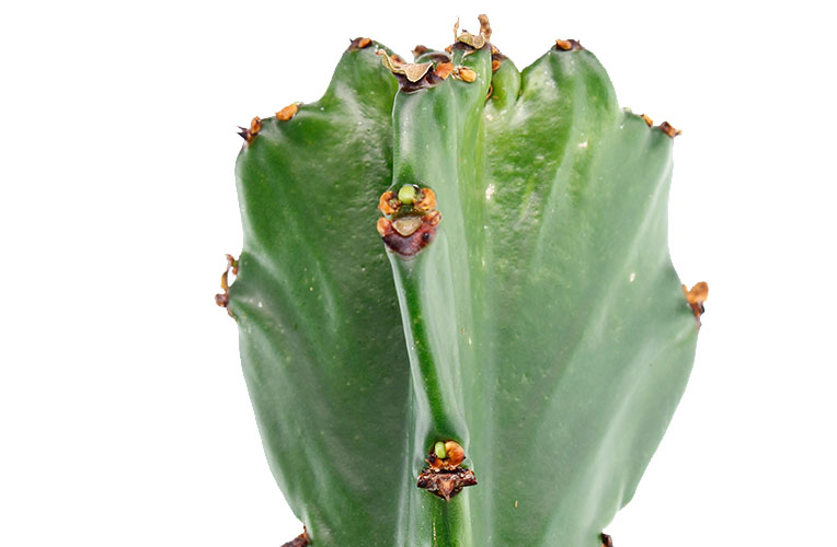 Euphorbia  uitloper 