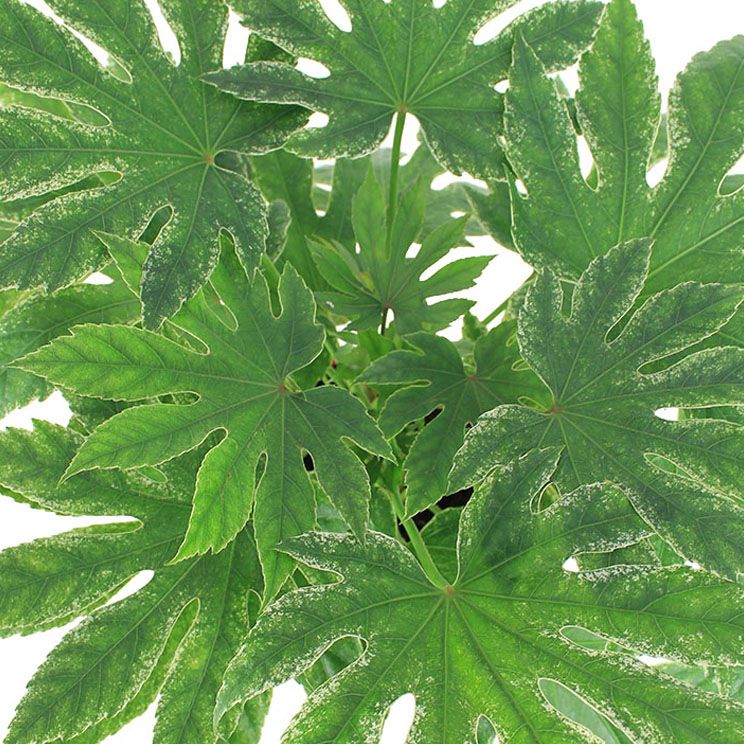 Fatsia bladeren