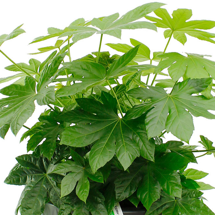 Fatsia verzorging (Vingerplant)