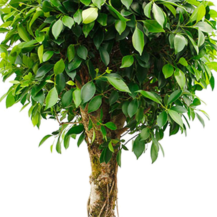 Ficus verzorging