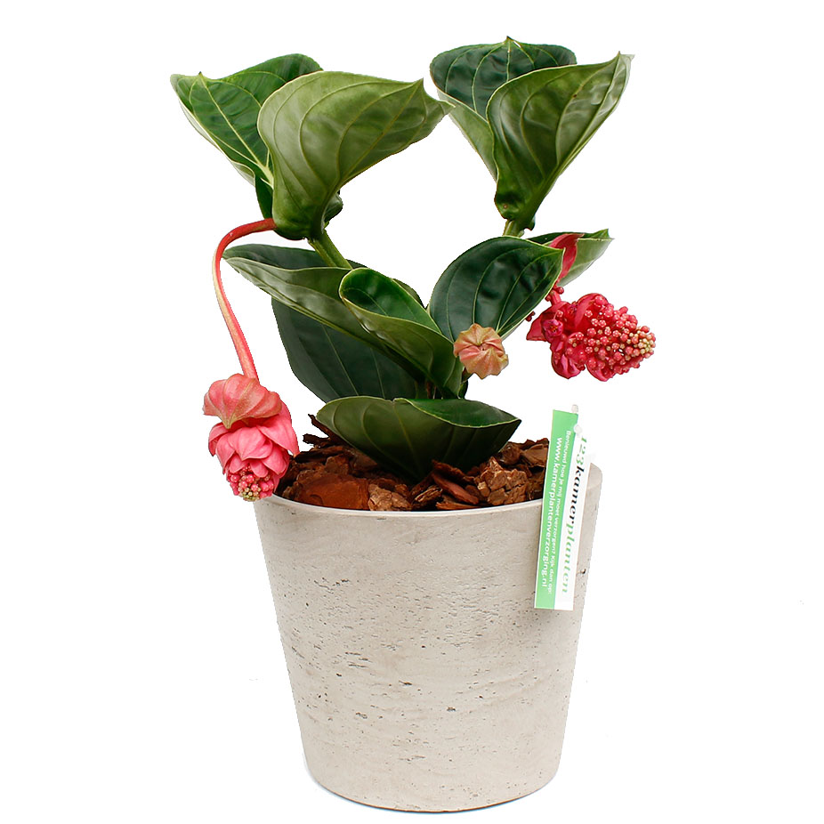 Medinilla in grijze pot