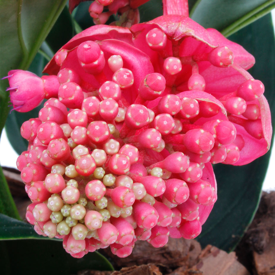 Roze bloem Medinilla 