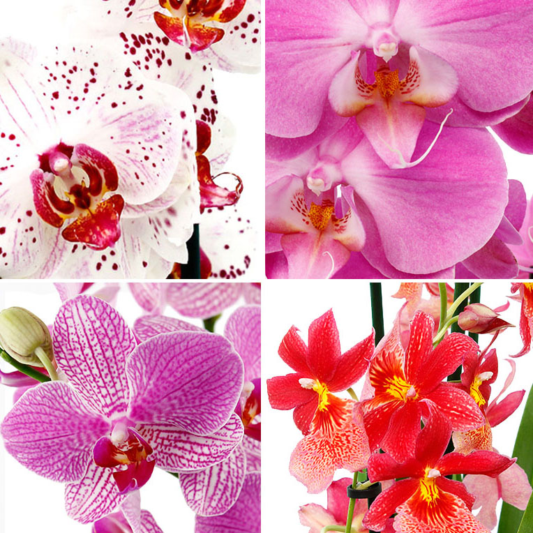 Orchideeën verschillende kleur