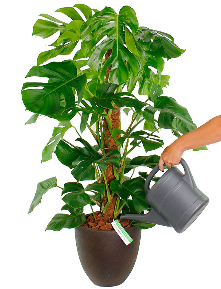 Philodendron water geven