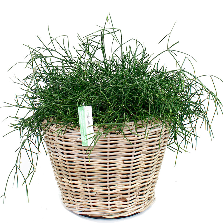 Rhipsalis in pot 