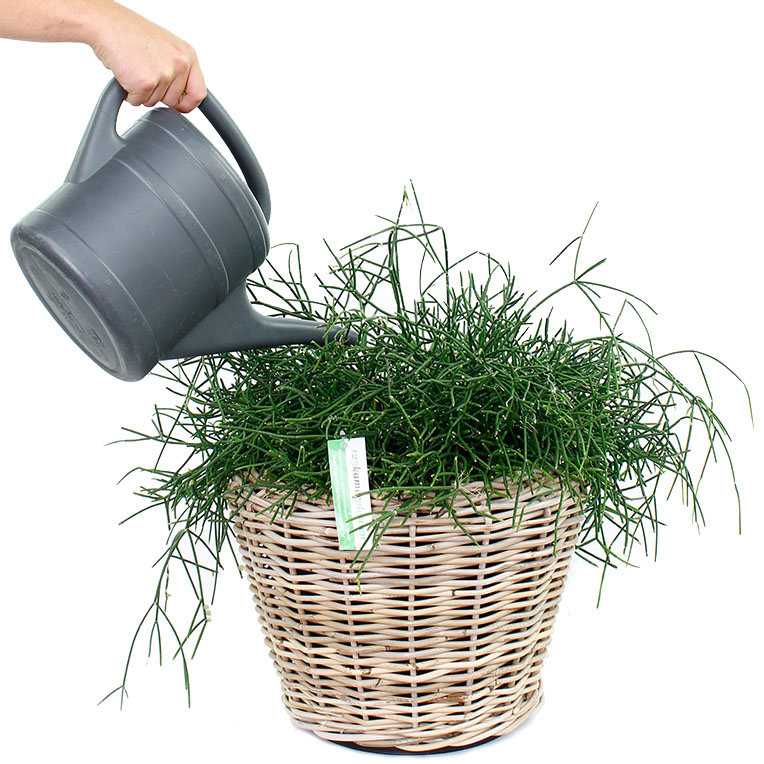 Rhipsalis water geven