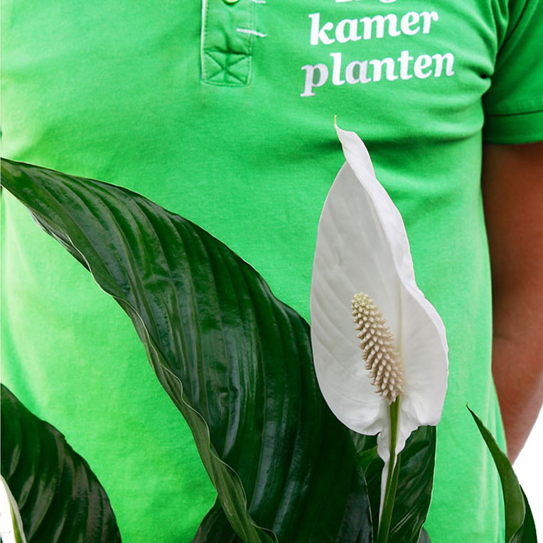 Spathiphyllum in bloei