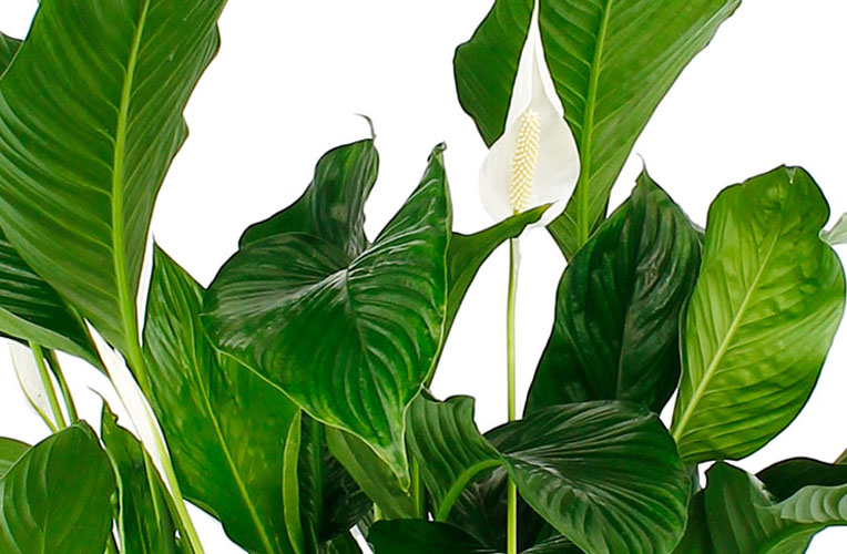 Spathiphyllum bladeren