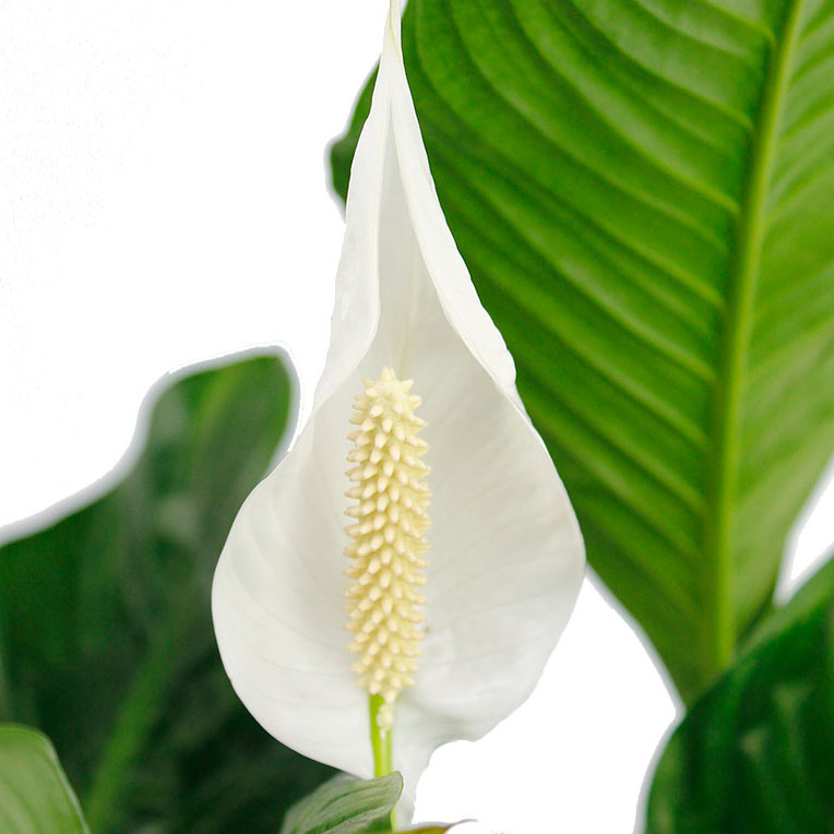 Spathiphyllum bloem