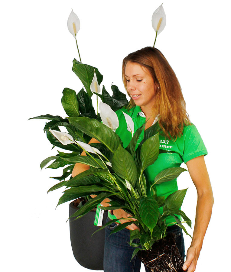 Spathiphyllum verpotten