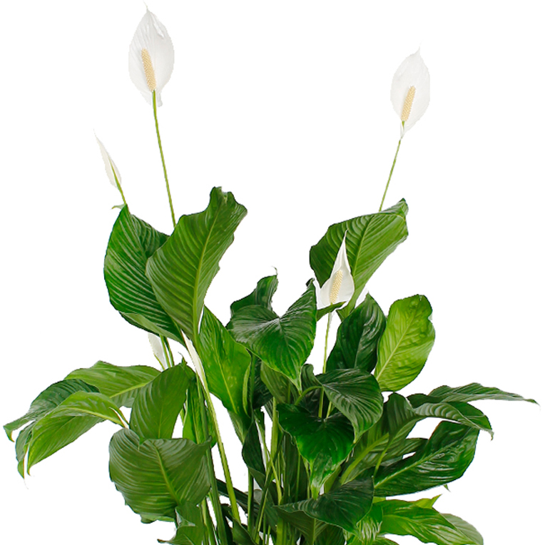 Spathiphyllum verzorging