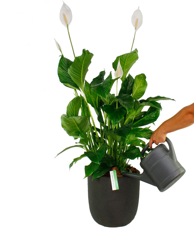 Spathiphyllum water geven