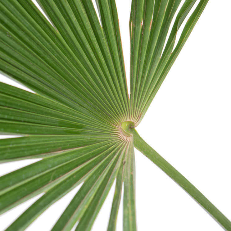 Trachycarpus blad