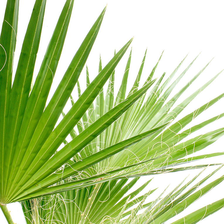 Washingtonia blad