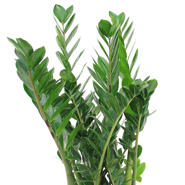 Zamioculcas bladeren