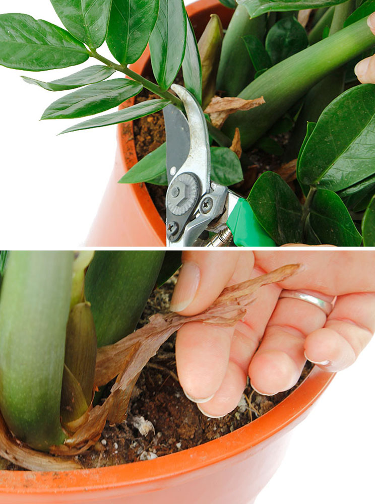 Zamioculcas snoeien en knippen