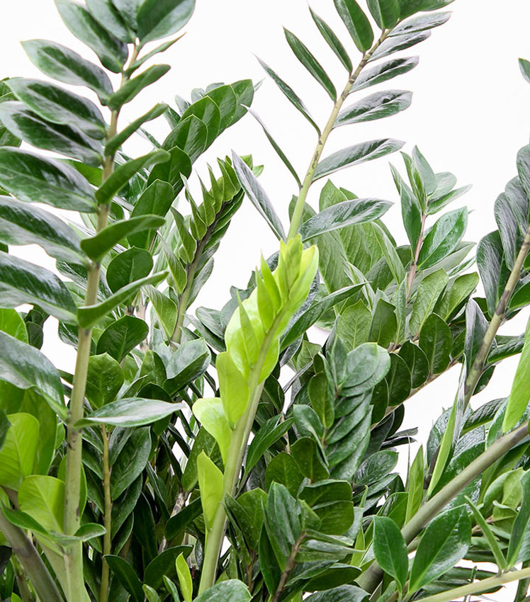 Zamioculcas stengels