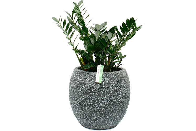 Zamioculcas in pot