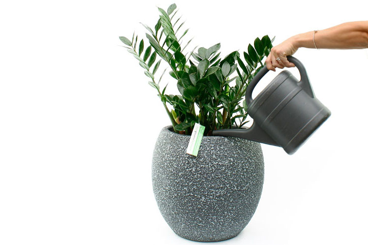 Zamioculcas water geven