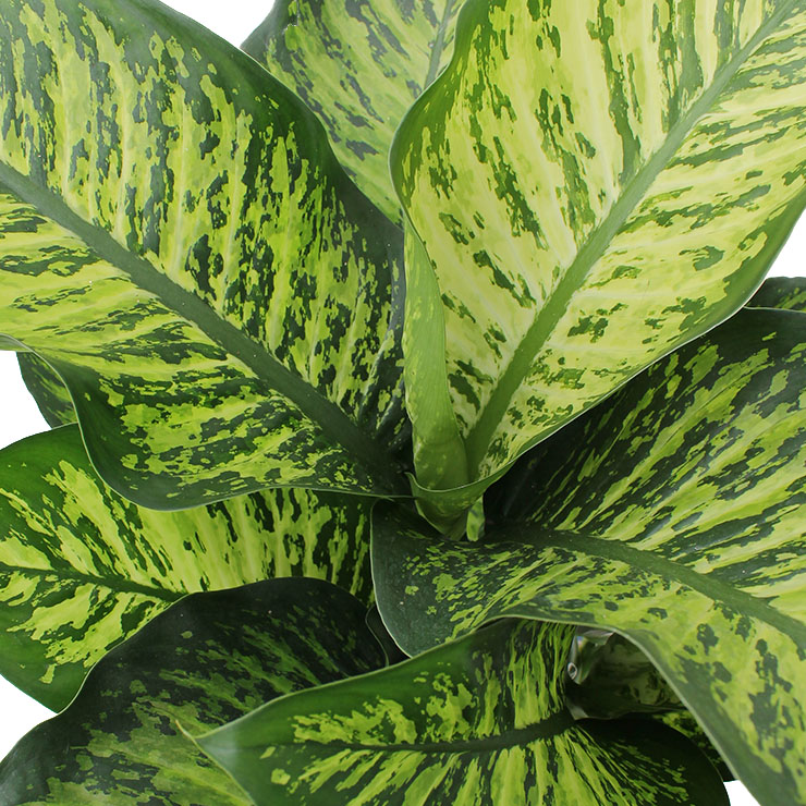 Dieffenbachia met groot blad kopen