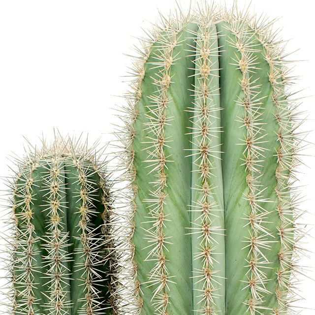 Zuilcactus